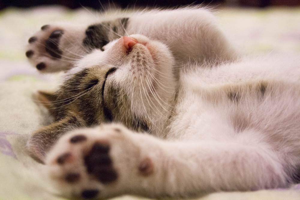 Happy sleeping kitten.