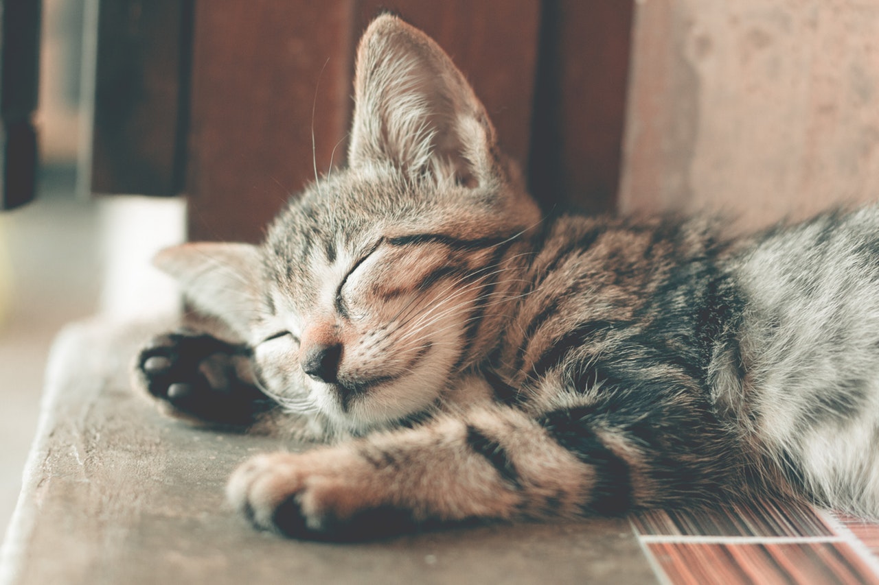 Sleeping kitten photo.